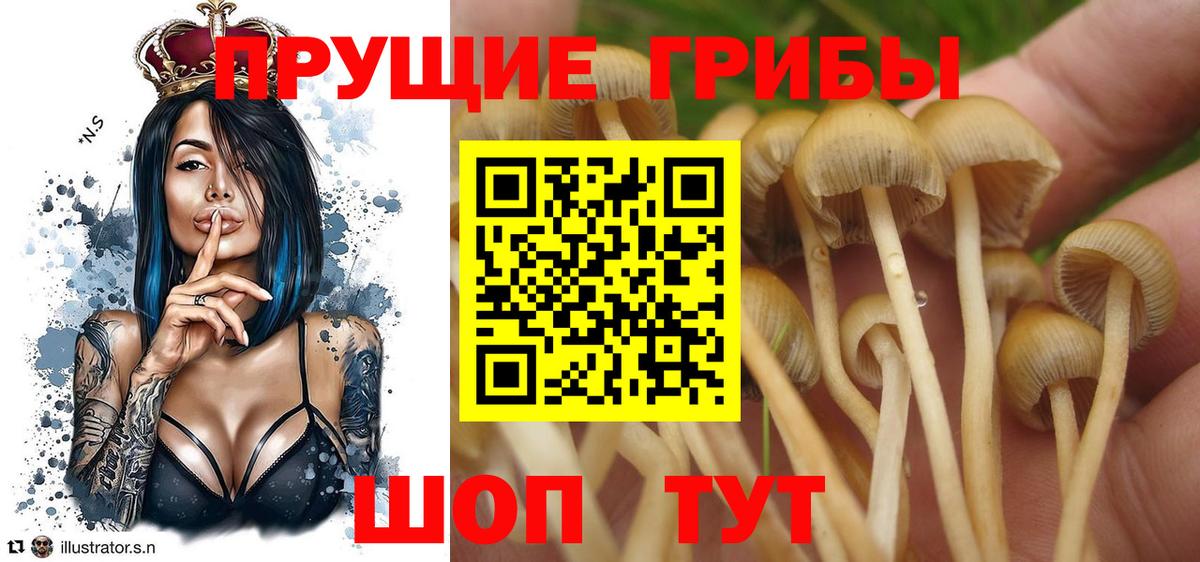 Галлюциногенные грибы Cubensis  Галлюциногенные грибы прущие грибы  Норильск  Вход с VPN 